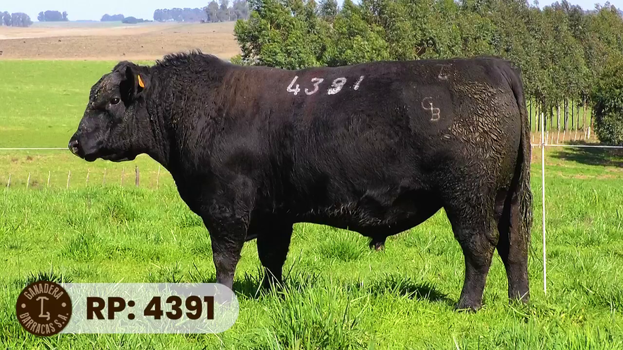 Lote RP 4391