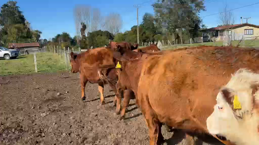 Lote 50 Vaquilla Engorda