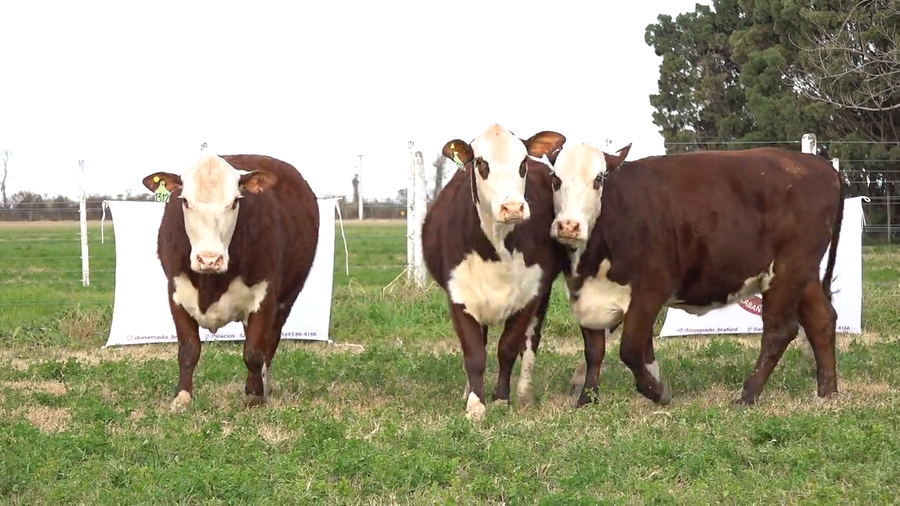 Lote Hembras de Don Amado