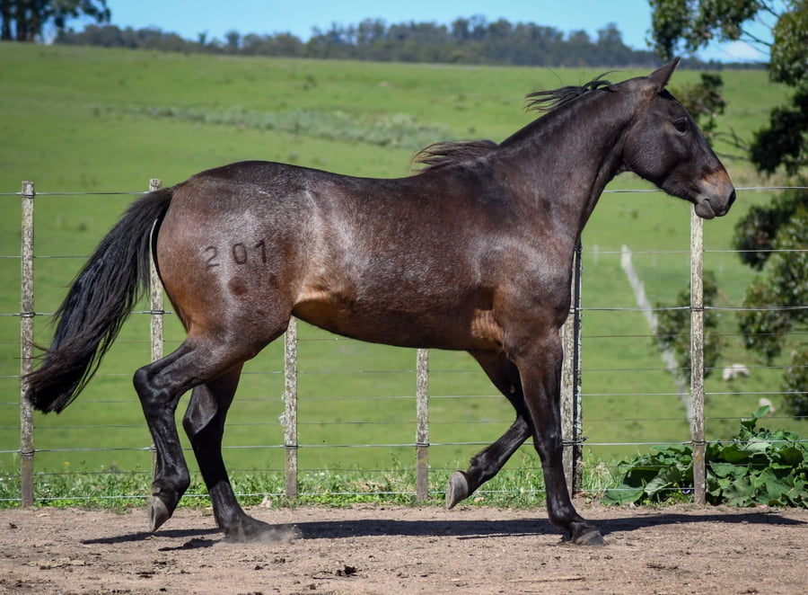 Lote Cara La Calavera