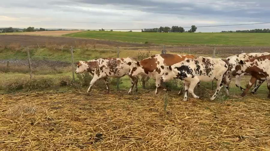 Lote NOVILLOS 1 a 2 AÑOS