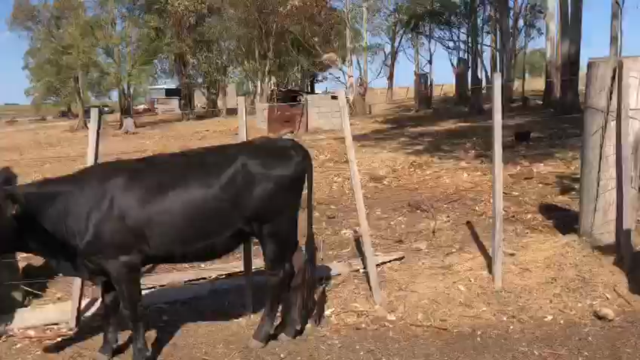 Lote 11 Novillos ( 8 Novillos,  2 Vaquillonas,  1 Vaca) a remate en Pantalla Camy - Liquidación de Estancia en Sauce