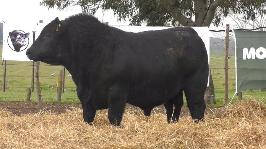 Lote TOROS PUROS POR CRUZA