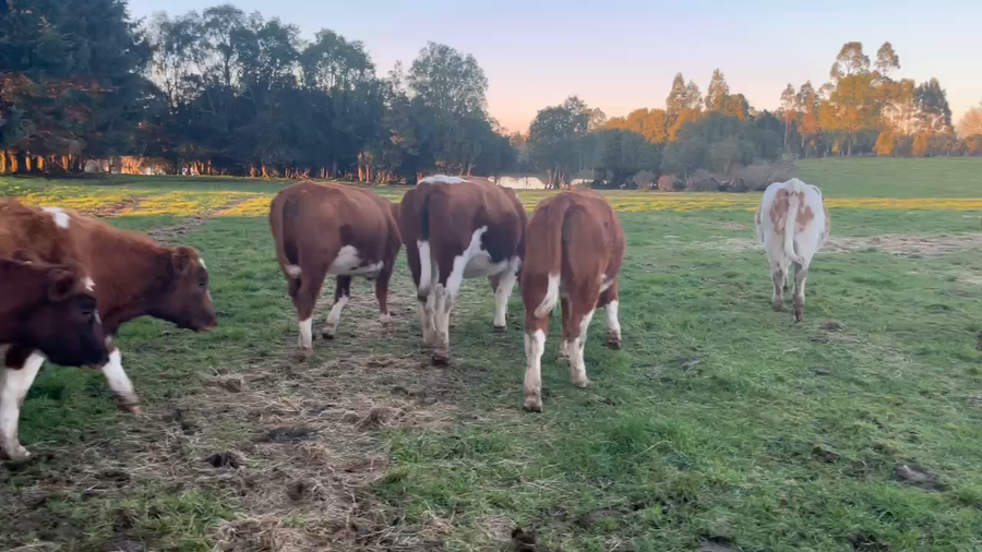 Lote 27 Vaquilla Preñada en X Región Los Lagos, Maullín