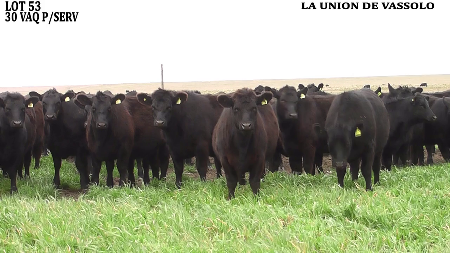 Lote VAQUILLONAS PARA SERVICIO