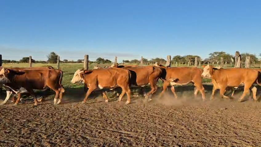 Lote 35 Vacas nuevas Preñadas