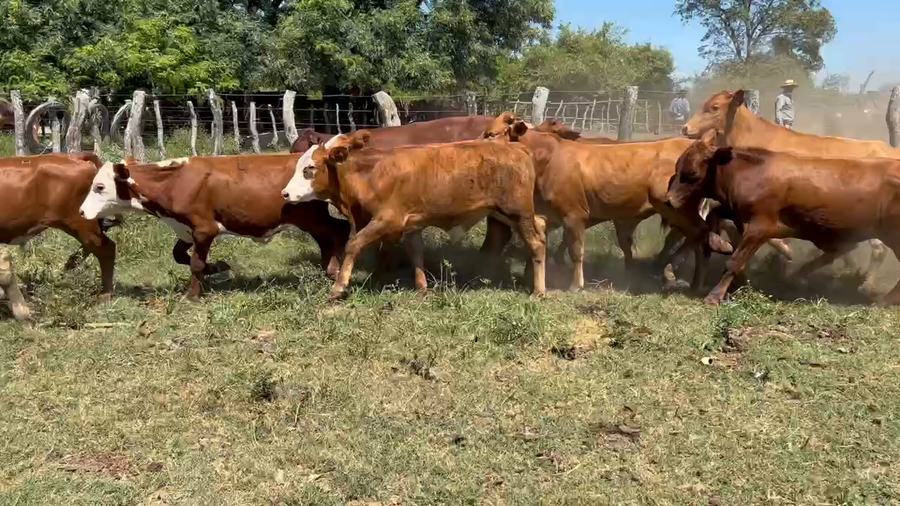 Lote 70 Terneros/as en Bella Vista, Corrientes