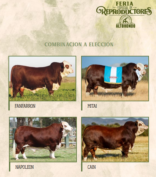 Lote LOTE 42