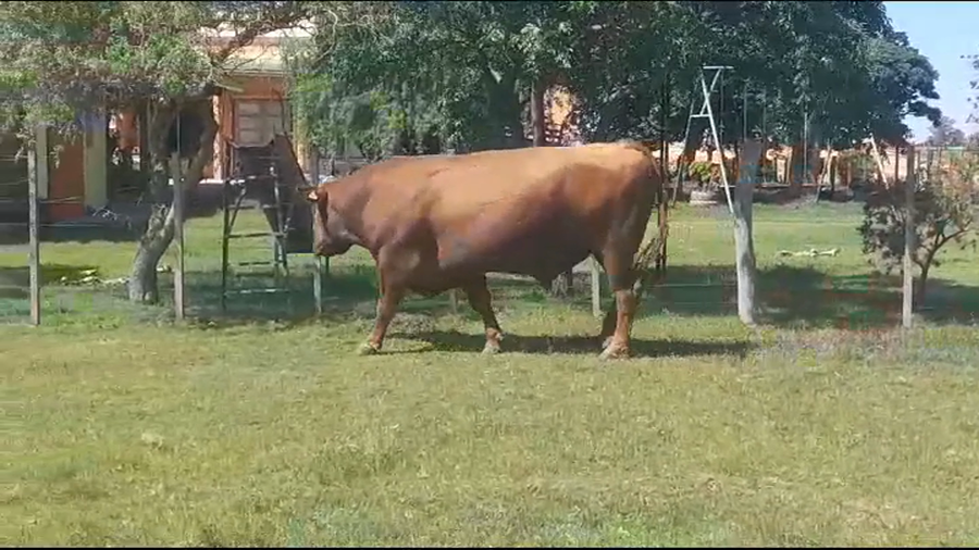 Lote (Vendido)Toros ANGUS COLORADO a remate en #39 Pantalla Carmelo en COLONIA ARRUE