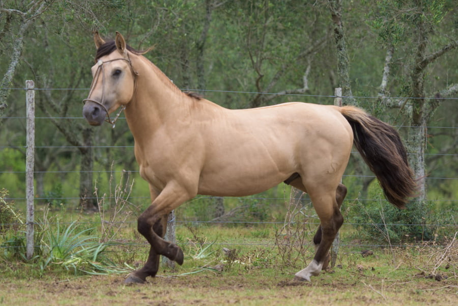 Lote Gaspar del Mavial