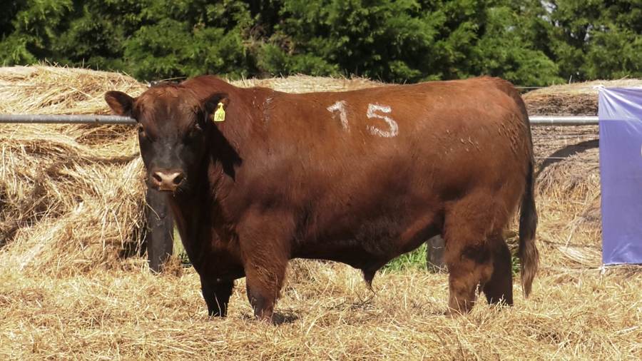 Lote TOROS ANGUS PURO CONTROLADO