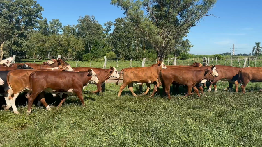 Lote 40 Novillitos