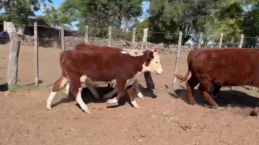 Lote TERNEROS