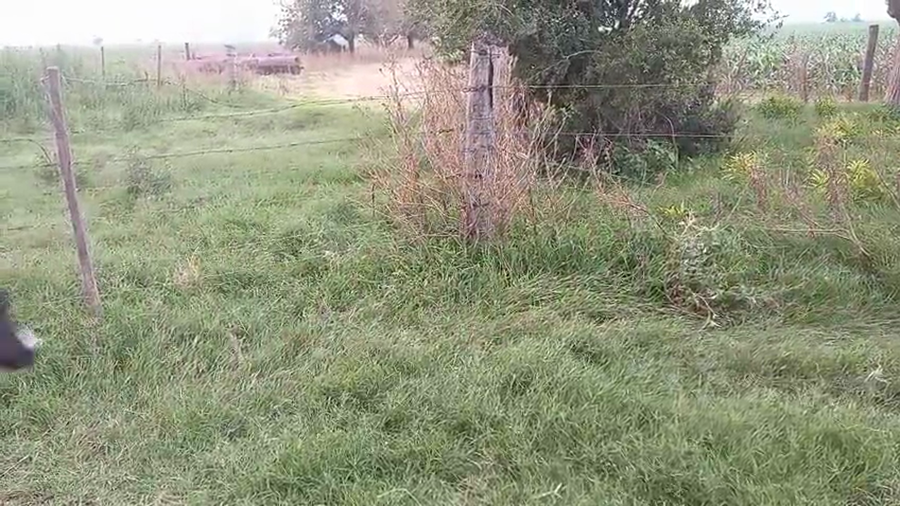 Lote 24 Terneras Holando Argentino en Brinkmann, Córdoba