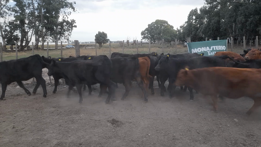 Lote 103 Terneros/as en Laprida