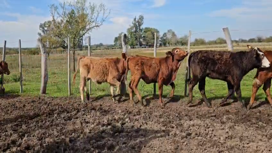 Lote 39 Terneros/as