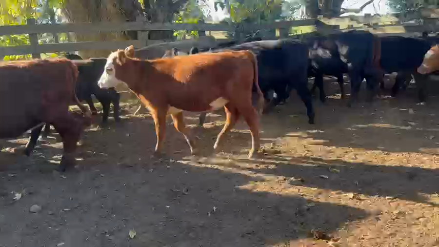 Lote 42 Terneras