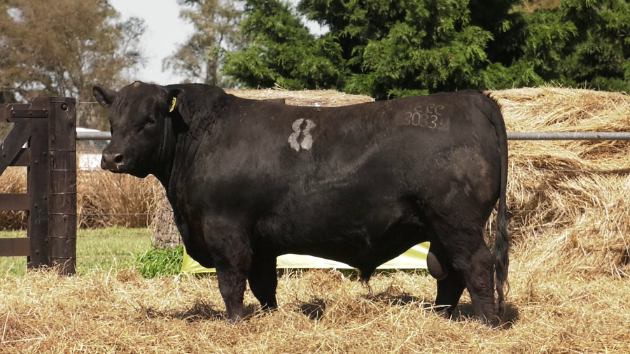 Lote TOROS ANGUS PURO CONTROLADO