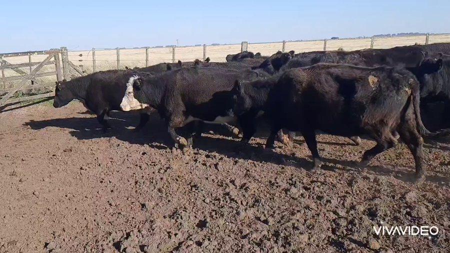 Lote 38 Vacas C/ gtia de preñez en Benito Juárez, Buenos Aires