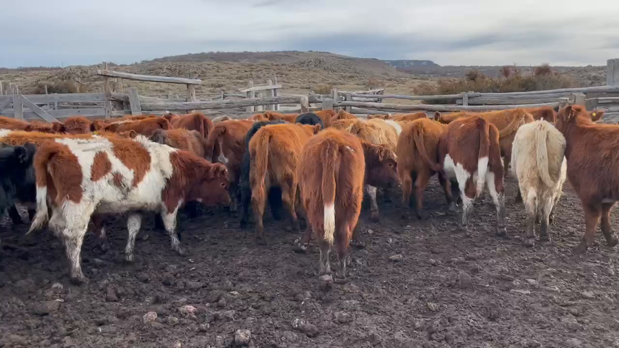 Lote 57 Ternera en Coyhaique, XI Región Aysén