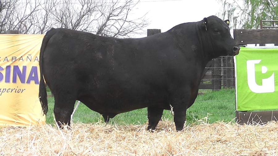 Lote TOROS ANGUS PUROS DE PEDIGREE