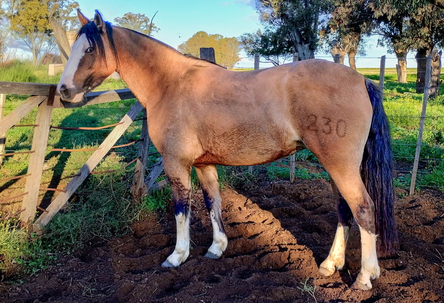 Lote Imagen Infancia