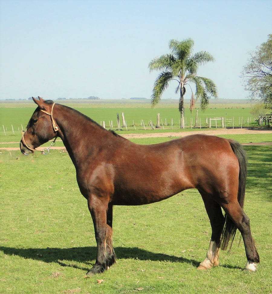 Lote Criollos da Fronteira Cañada Kamelia  RP:359