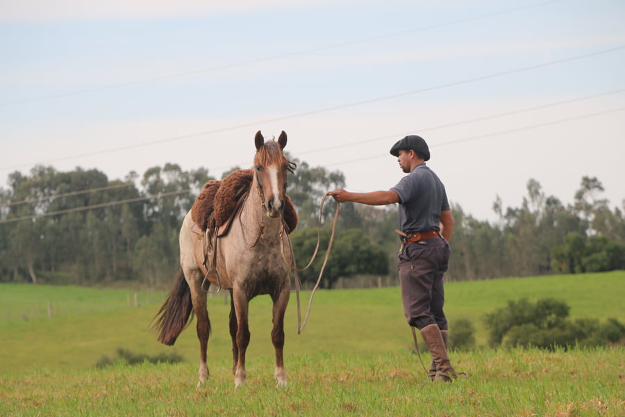 Lote SANTA GLORIA CIGARRA