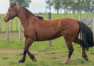 Lote FAROFA DE LA LEGUA