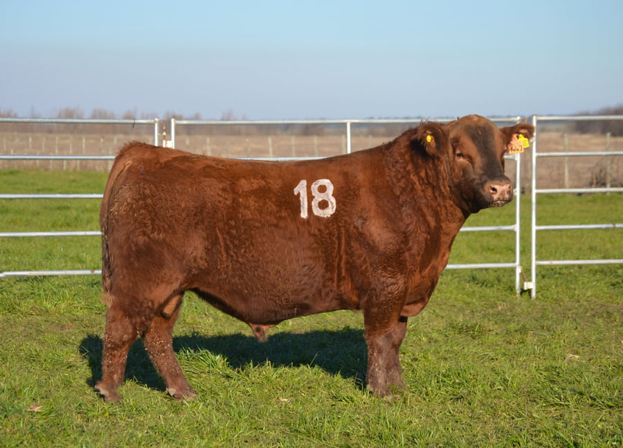 Lote TOROS PEDIGREE H447 H517