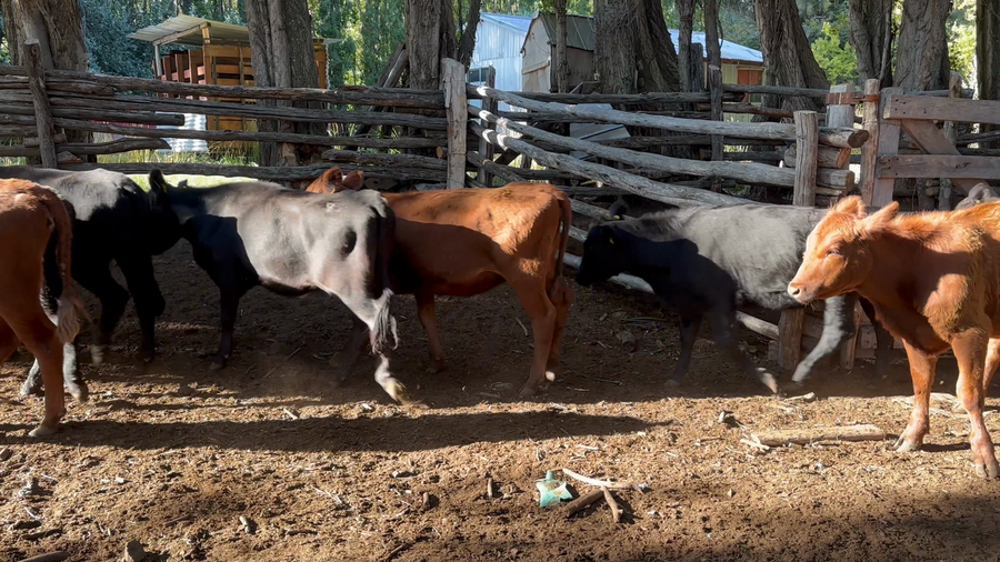 Lote 31 Vaquilla Engorda en XI Región Aysén, Coyhaique