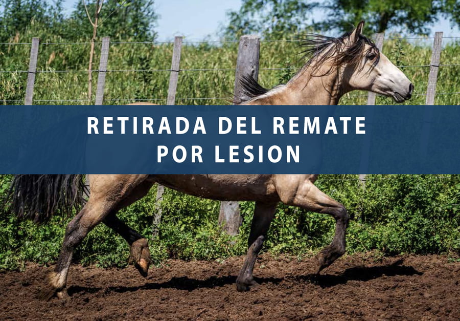 Lote DEL OESTE ANDES ROJA