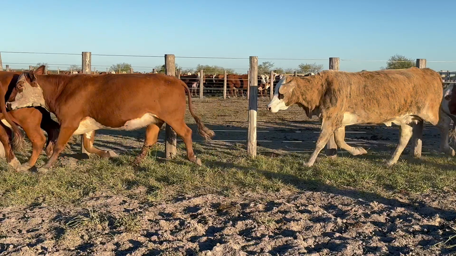 Lote 63 Vacas p/ invernar en Corrientes, Sauce
