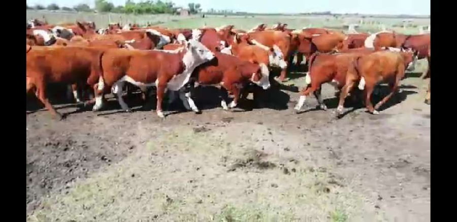 Lote 67 Terneros/as en Villaguay, Entre Ríos