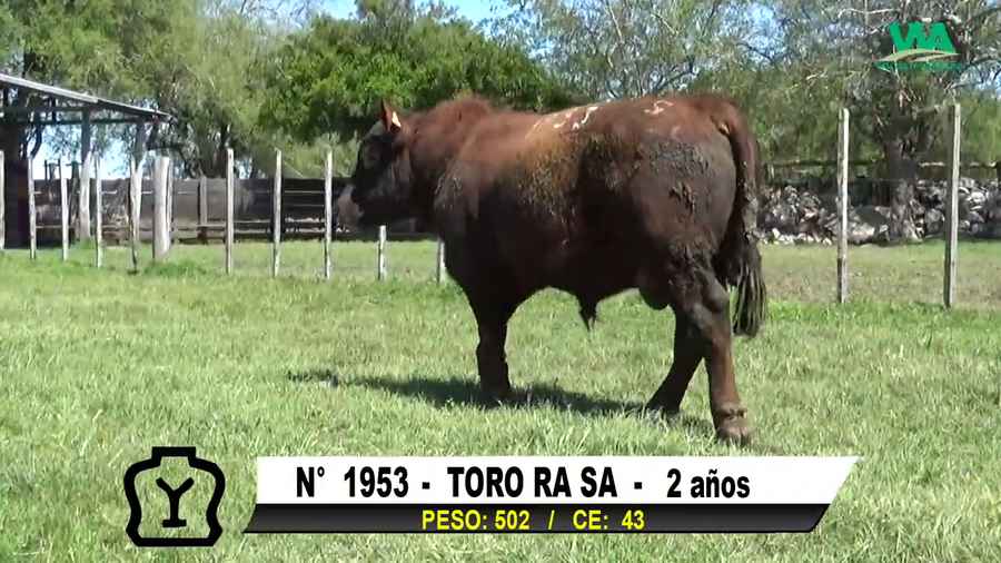 Lote TORO Nº 1953