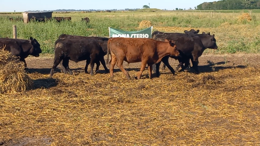 Lote 65 Terneros en Pirovano