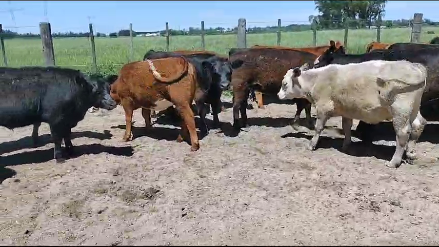 Lote 21 Terneros/as en Brandsen, Buenos Aires