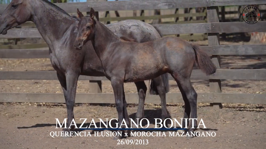 Lote Mazangano Bonita