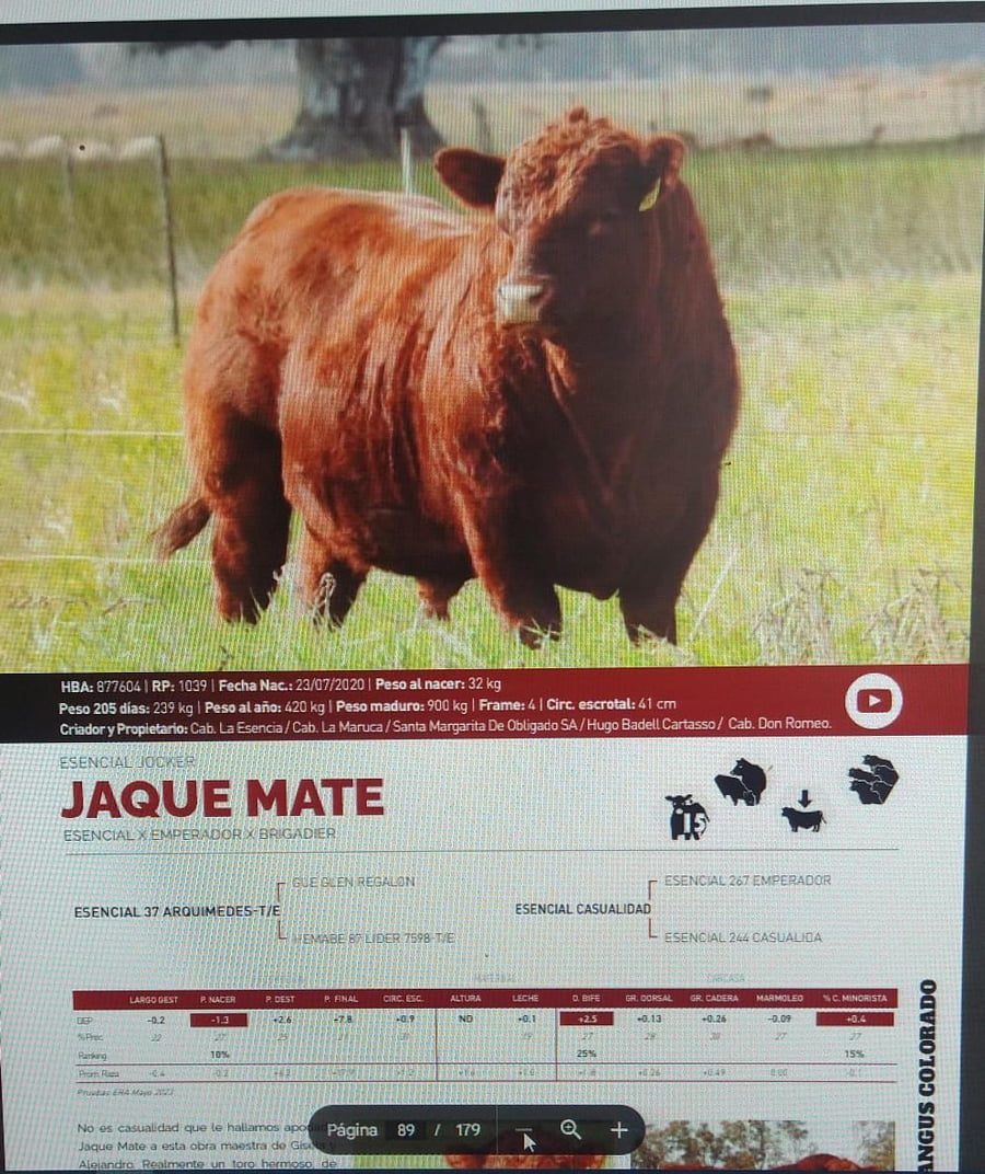 Lote 62 Vaquillonas C/ gtia de preñez