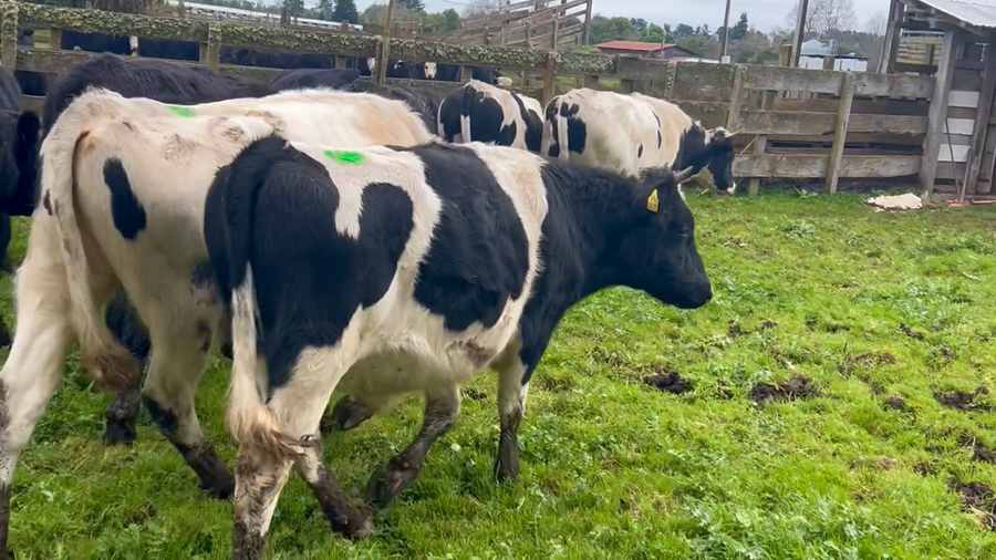 Lote 19 Novillo Engorda en Frutillar, X Región Los Lagos