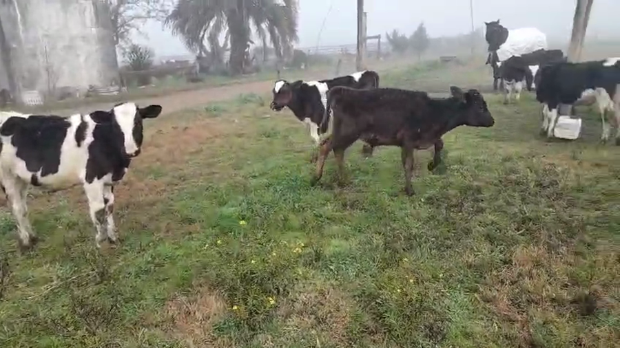 Lote 18 Terneros a remate en Pantalla Camy, San José