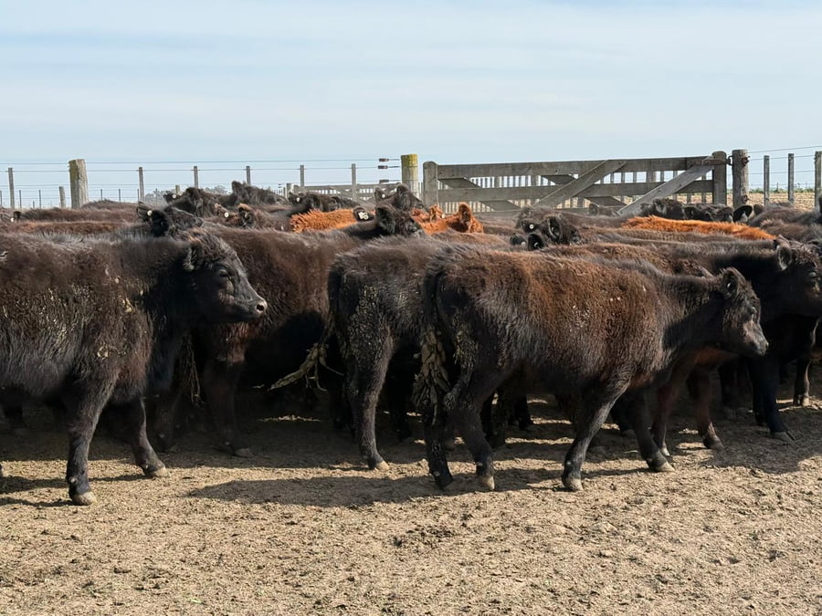 Lote 200 Novillitos en Tres Arroyos