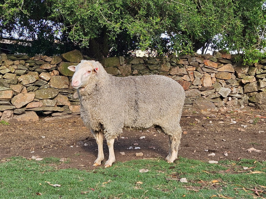 Lote (Vendido)Carneros a remate en Subasta Online - Nambi Guasu, Lavalleja