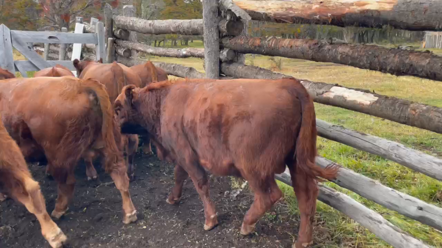 Lote 65 Ternero en Coyhaique, XI Región Aysén