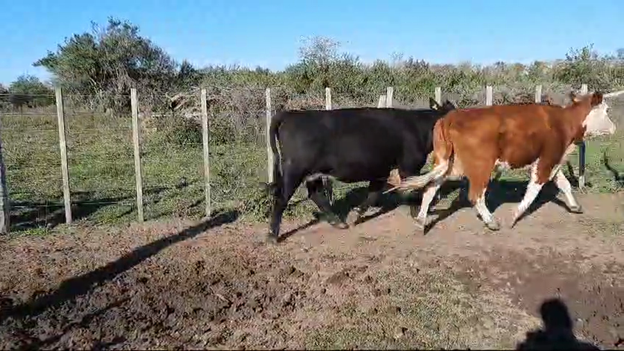 Lote (Vendido)70 Vacas de Invernada Angus,  Hereford y Cruzas a remate en 10º Subasta - CAB  450kg -  en Viboras