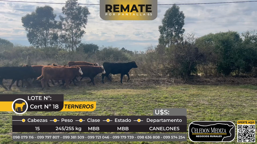 Lote 15 Terneros en Canelones