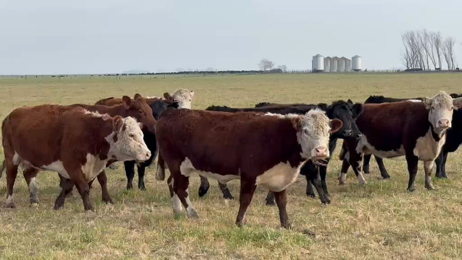 Lote 35 Vacas p/ invernar en Buenos Aires, Coronel Suarez