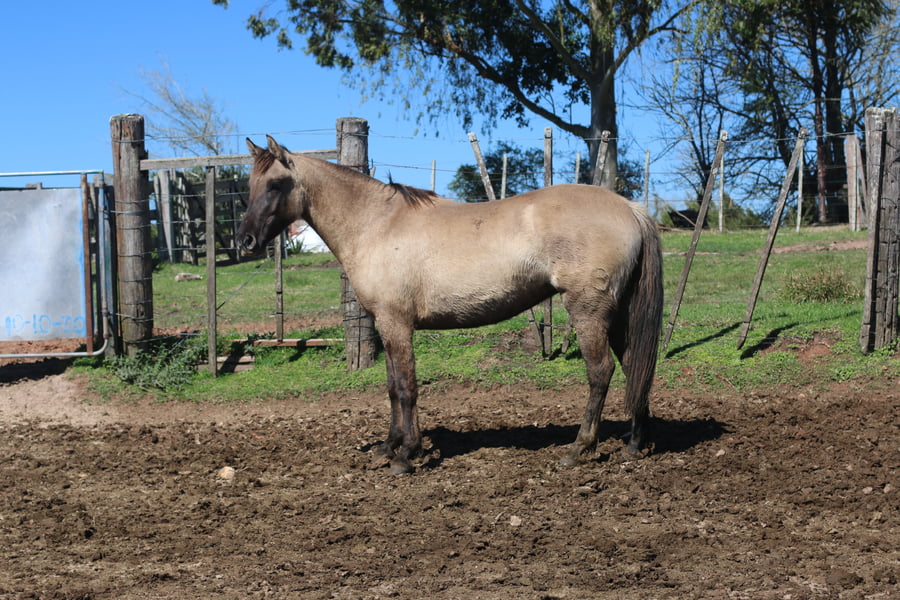 Lote SANTA GLORIA PRENDA LINDA