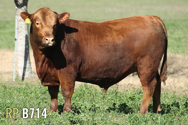 Lote 3 TOROS PUROS DE PEDIGREE