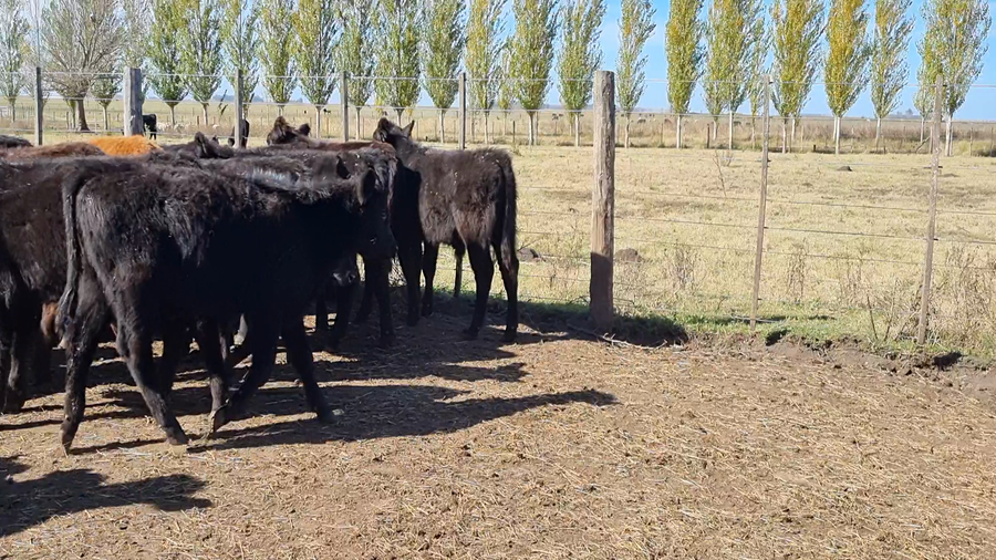 Lote 95 Terneros en Bolívar, Buenos Aires